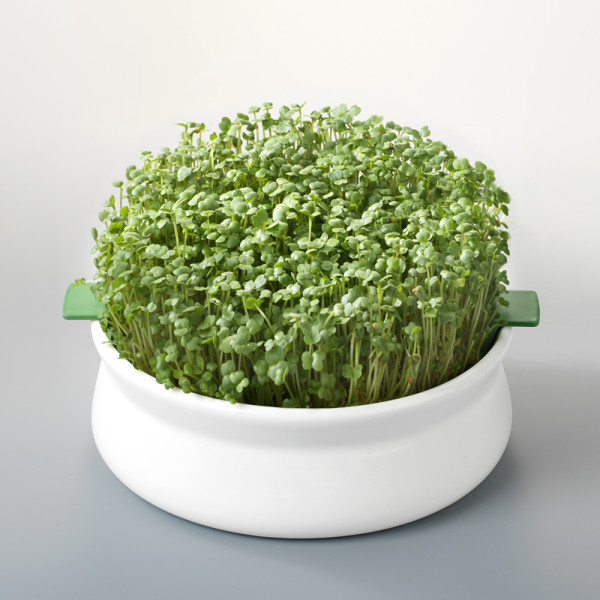 Vas de ceramica cu sita pentru germinare seminte mucilaginoase Germline